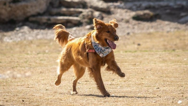 motion for continuance texas pdf